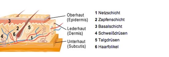 Querschnitt der Haut Querschnitt der Haut